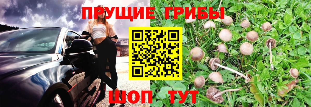 Псилоцибиновые грибы Cubensis  Вход с VPN  Малоярославец  Псилоцибиновые грибы мицелий 